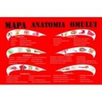 Mapa anatomia omului - 6 planse A3 pliate plastifiate