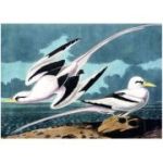 Puzzle 1000 piese + saculet, Pescarusi, Kiub