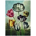 Puzzle 1000 piese + saculet, Lalele, Kiub