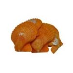 Accesorii creatie - scoici, 5-6cm, set 5 buc, Colorarte