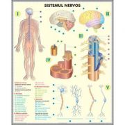 Plansa dubla - Sistemul nervos / Analizatorii