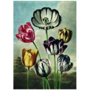 Puzzle 1000 piese + saculet, Lalele, Kiub