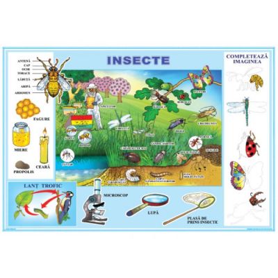 Insecte Meserii Plansa Cu 2 Teme Distincte 70862