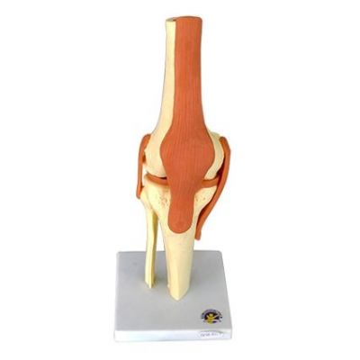 Mulaj genunchi - sistem osos cu articulatie si ligamente