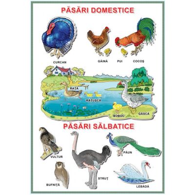 Plansa Pasari Domestice Pasari Salbatice 70857