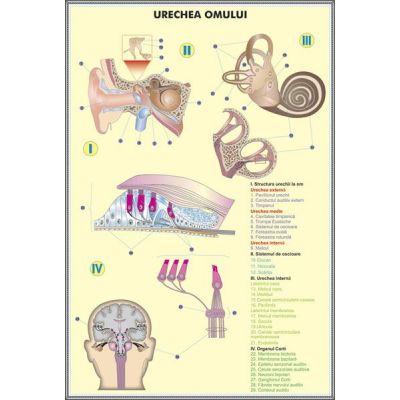 Plansa dubla - Urechea omului/ Urechea la animale