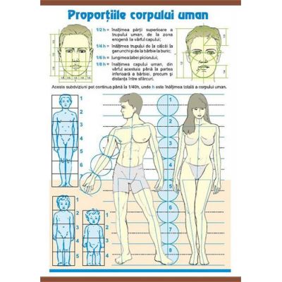 Plansa Dubla Proportiile Corpului Uman Contrastele Cromatice Ap5 74091
