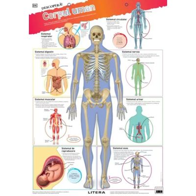 Descopera! Corpul uman (planse educationale)