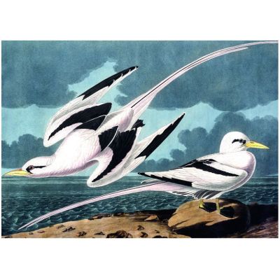 Puzzle 1000 piese + saculet, Pescarusi, Kiub